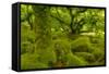 Stunted Oak Woodland Covered in Moss, Wistman's Wood, Devon, UK-Ben Hall-Framed Stretched Canvas