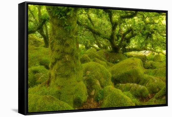 Stunted Oak Woodland Covered in Moss, Wistman's Wood, Devon, UK-Ben Hall-Framed Stretched Canvas