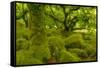 Stunted Oak Woodland Covered in Moss, Wistman's Wood, Devon, UK-Ben Hall-Framed Stretched Canvas