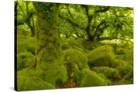 Stunted Oak Woodland Covered in Moss, Wistman's Wood, Devon, UK-Ben Hall-Stretched Canvas