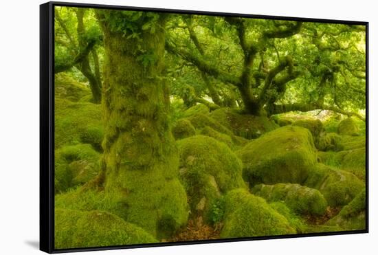 Stunted Oak Woodland Covered in Moss, Wistman's Wood, Devon, UK-Ben Hall-Framed Stretched Canvas