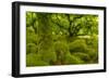 Stunted Oak Woodland Covered in Moss, Wistman's Wood, Devon, UK-Ben Hall-Framed Photographic Print