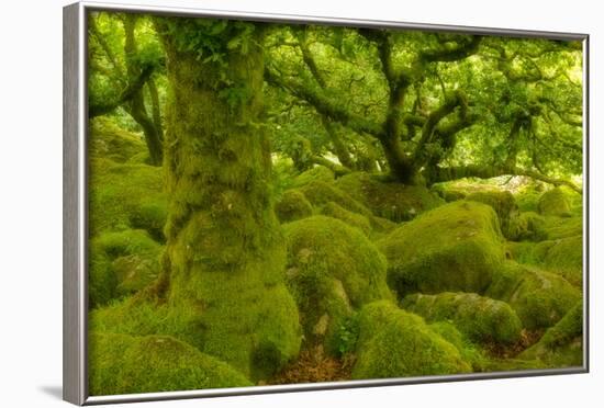 Stunted Oak Woodland Covered in Moss, Wistman's Wood, Devon, UK-Ben Hall-Framed Photographic Print