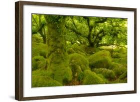 Stunted Oak Woodland Covered in Moss, Wistman's Wood, Devon, UK-Ben Hall-Framed Photographic Print