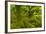 Stunted Oak Woodland Covered in Moss, Wistman's Wood, Devon, UK-Ben Hall-Framed Photographic Print