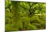 Stunted Oak Woodland Covered in Moss, Wistman's Wood, Devon, UK-Ben Hall-Mounted Photographic Print