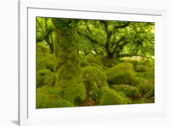 Stunted Oak Woodland Covered in Moss, Wistman's Wood, Devon, UK-Ben Hall-Framed Photographic Print