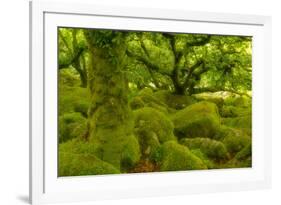 Stunted Oak Woodland Covered in Moss, Wistman's Wood, Devon, UK-Ben Hall-Framed Photographic Print