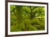 Stunted Oak Woodland Covered in Moss, Wistman's Wood, Devon, UK-Ben Hall-Framed Photographic Print