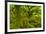 Stunted Oak Woodland Covered in Moss, Wistman's Wood, Devon, UK-Ben Hall-Framed Photographic Print