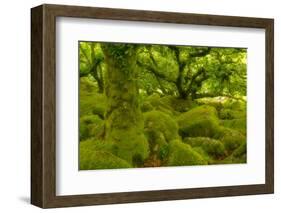 Stunted Oak Woodland Covered in Moss, Wistman's Wood, Devon, UK-Ben Hall-Framed Photographic Print