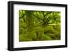 Stunted Oak Woodland Covered in Moss, Wistman's Wood, Devon, UK-Ben Hall-Framed Photographic Print