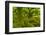 Stunted Oak Woodland Covered in Moss, Wistman's Wood, Devon, UK-Ben Hall-Framed Photographic Print