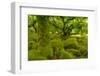 Stunted Oak Woodland Covered in Moss, Wistman's Wood, Devon, UK-Ben Hall-Framed Photographic Print