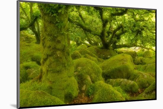 Stunted Oak Woodland Covered in Moss, Wistman's Wood, Devon, UK-Ben Hall-Mounted Photographic Print