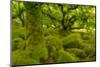 Stunted Oak Woodland Covered in Moss, Wistman's Wood, Devon, UK-Ben Hall-Mounted Photographic Print