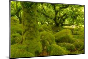 Stunted Oak Woodland Covered in Moss, Wistman's Wood, Devon, UK-Ben Hall-Mounted Photographic Print