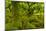 Stunted Oak Woodland Covered in Moss, Wistman's Wood, Devon, UK-Ben Hall-Mounted Photographic Print