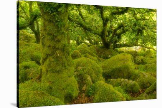 Stunted Oak Woodland Covered in Moss, Wistman's Wood, Devon, UK-Ben Hall-Stretched Canvas
