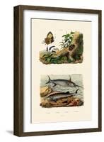 Sturgeon, 1833-39-null-Framed Giclee Print