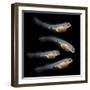 Sturgeon Fingerling 9Days Old 10Mm Sized. the Sterlet (Acipenser Ruthenus).-Kletr-Framed Photographic Print