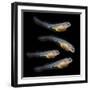 Sturgeon Fingerling 9Days Old 10Mm Sized. the Sterlet (Acipenser Ruthenus).-Kletr-Framed Photographic Print