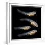 Sturgeon Fingerling 9Days Old 10Mm Sized. the Sterlet (Acipenser Ruthenus).-Kletr-Framed Photographic Print