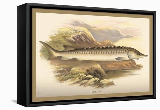 Sturgeon-A.f. Lydon-Framed Stretched Canvas