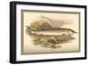 Sturgeon-A.f. Lydon-Framed Art Print