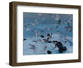 Sturzflug, 2011-Aris Kalaizis-Framed Giclee Print