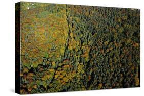 Stuttgart-Vaihingen, area of 'Steinengarten', autumnal forest, Germany, Baden-Wuerttemberg, aerial -Manfred Storck-Stretched Canvas