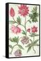Stylised Study of Flowers-Nicolas Robert-Framed Stretched Canvas
