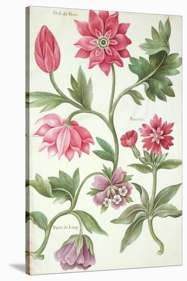 Stylised Study of Flowers-Nicolas Robert-Stretched Canvas