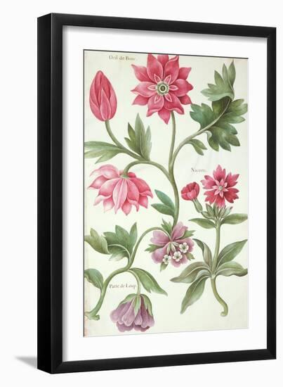 Stylised Study of Flowers-Nicolas Robert-Framed Giclee Print