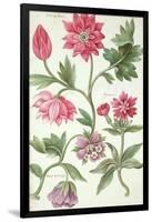 Stylised Study of Flowers-Nicolas Robert-Framed Giclee Print