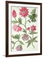 Stylised Study of Flowers-Nicolas Robert-Framed Premium Giclee Print