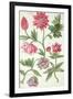 Stylised Study of Flowers-Nicolas Robert-Framed Premium Giclee Print