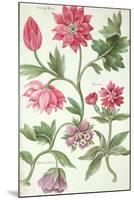 Stylised Study of Flowers-Nicolas Robert-Mounted Premium Giclee Print