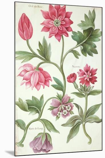 Stylised Study of Flowers-Nicolas Robert-Mounted Premium Giclee Print