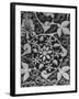 Stylized Vegetation Motif in a Stucco Panel in the Alhambra-David Lees-Framed Premium Photographic Print