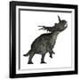 Styracosaurus Dinosaur Roaring-Stocktrek Images-Framed Art Print