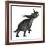 Styracosaurus Dinosaur Roaring-Stocktrek Images-Framed Art Print