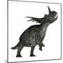 Styracosaurus Dinosaur Roaring-Stocktrek Images-Mounted Art Print