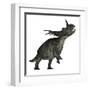 Styracosaurus Dinosaur Roaring-Stocktrek Images-Framed Art Print