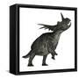 Styracosaurus Dinosaur Roaring-Stocktrek Images-Framed Stretched Canvas