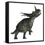 Styracosaurus Dinosaur Roaring-Stocktrek Images-Framed Stretched Canvas