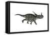 Styracosaurus Dinosaur Running-Stocktrek Images-Framed Stretched Canvas