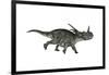 Styracosaurus Dinosaur Running-Stocktrek Images-Framed Art Print