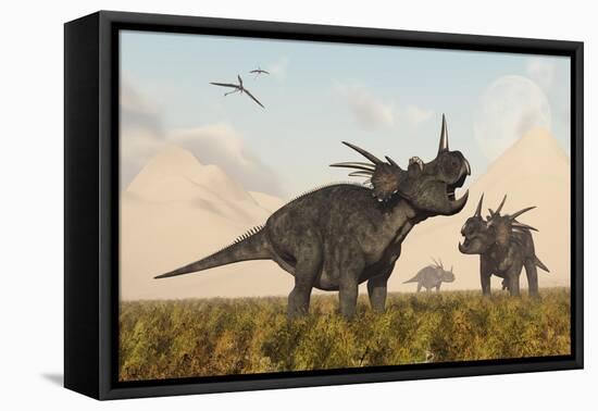 Styracosaurus Dinosaurs Calling Out to Each Other-Stocktrek Images-Framed Stretched Canvas