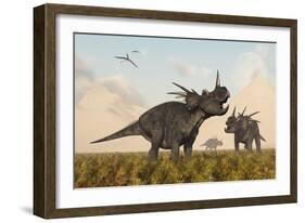 Styracosaurus Dinosaurs Calling Out to Each Other-Stocktrek Images-Framed Art Print